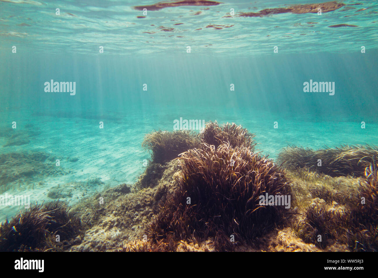 Underwater landscape around the Mediterranean island Formentera, Stock Photo