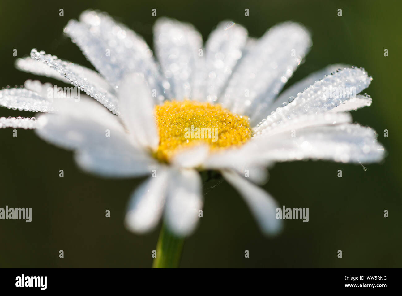 Marguerites covered with morning dew in spring sun, Stock Photo
