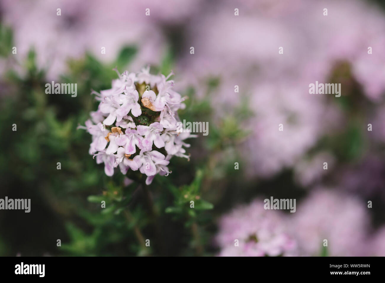 Large Thyme Stock Photos & Large Thyme Stock Images - Alamy