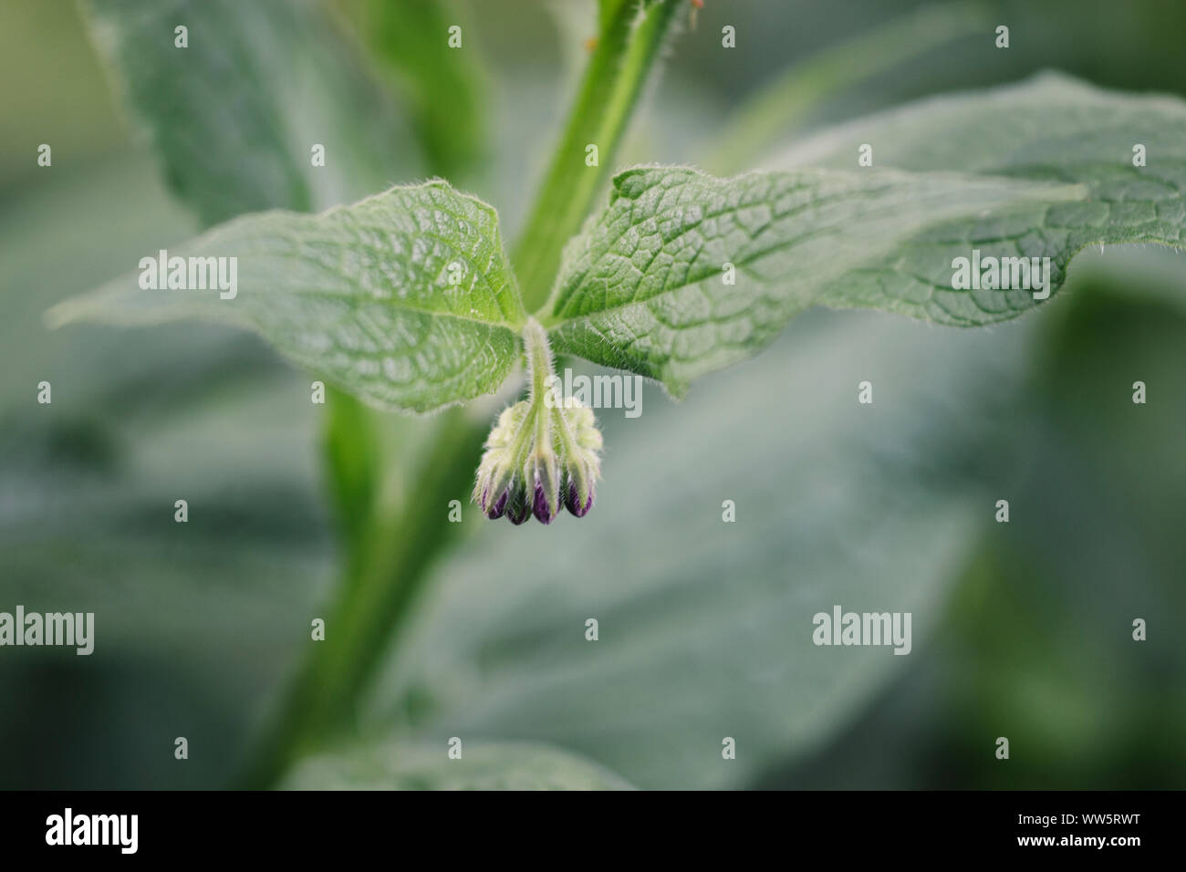 Blossom of the comfrey in spring, the flower buds aren't completely