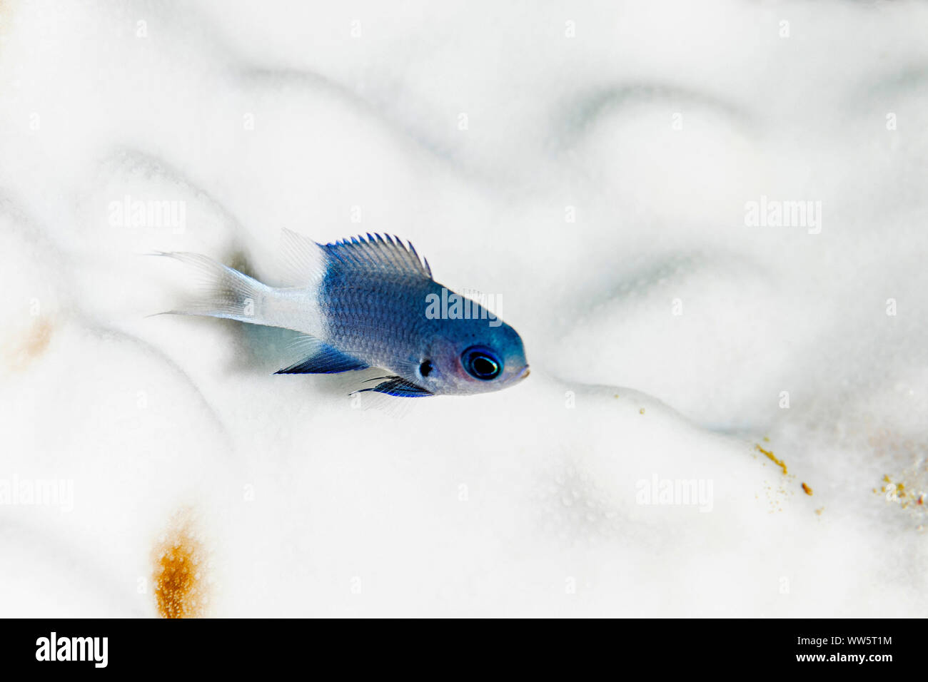 Climate change, small fish, coral bleaching, Pacific Ocean Stock Photo