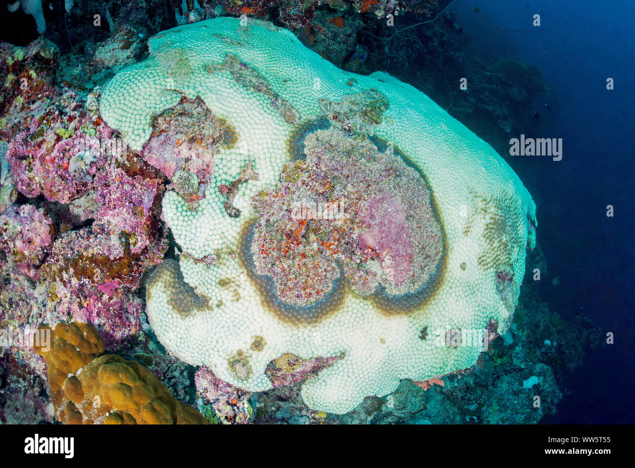 Climate change, coral bleaching, Pacific Ocean Stock Photo
