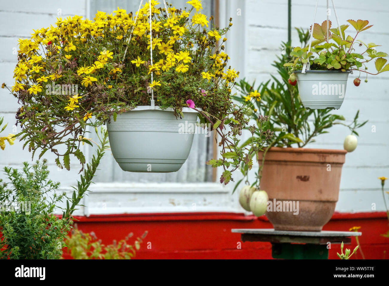 Yellow flowers in hanging pots in a garden hanging plants Stock Photo