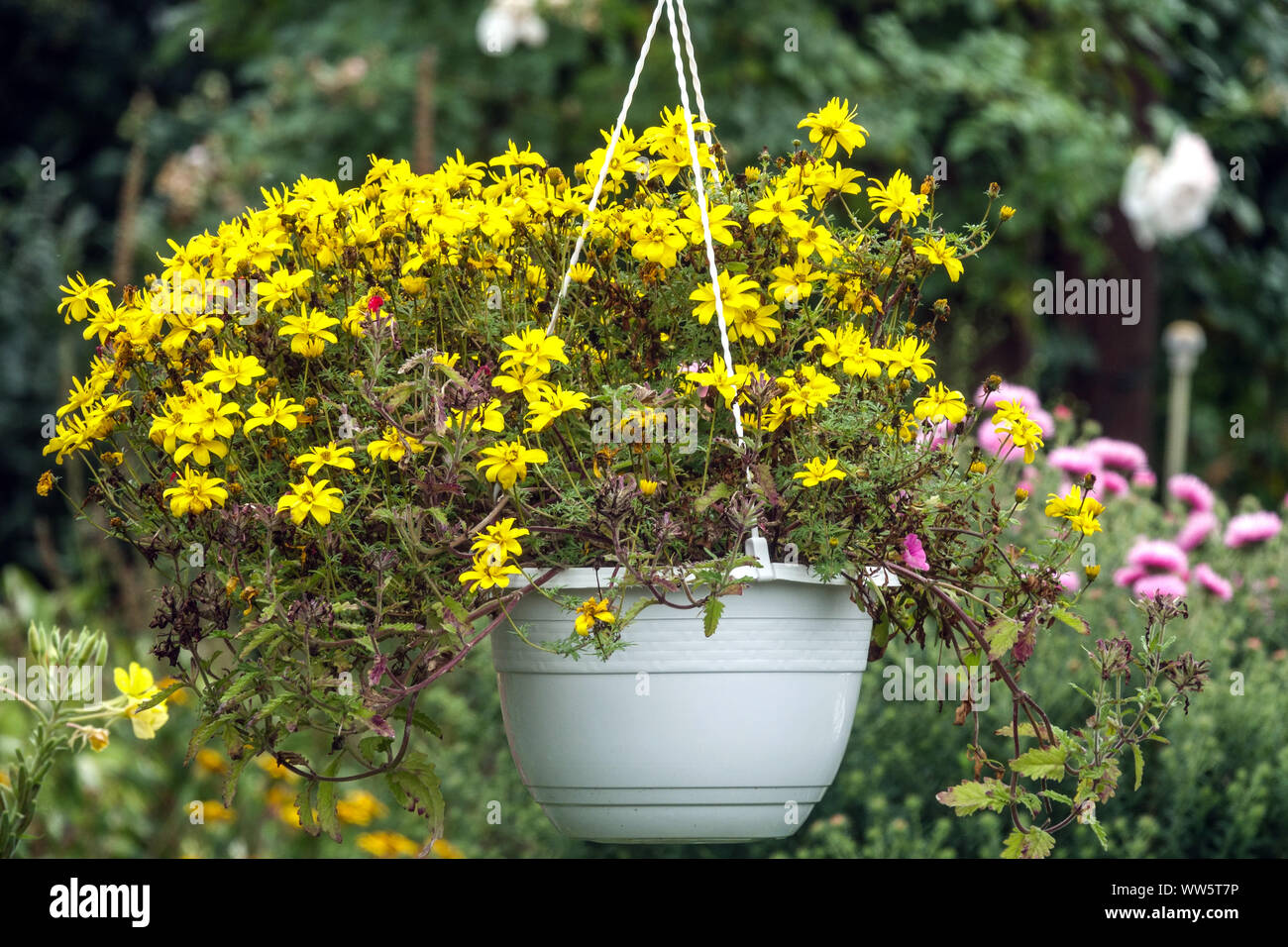 Yellow flowers, plants in hanging basket pot in a garden Stock Photo