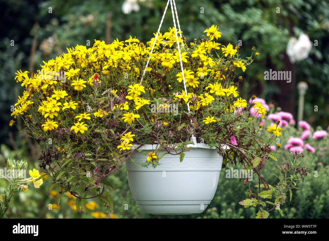Yellow flowers, plants in hanging pot in a garden Stock Photo