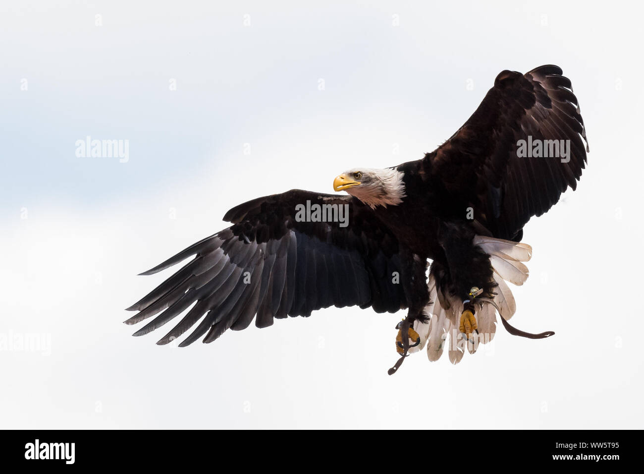 Bald eagle on the wing Stock Photo