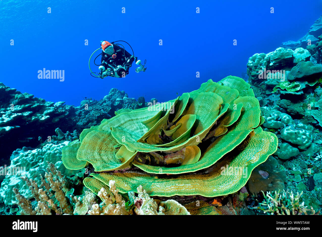 Climate change, coral bleaching, intact coral in the midst of dead corals, Pacific Ocean, Stock Photo