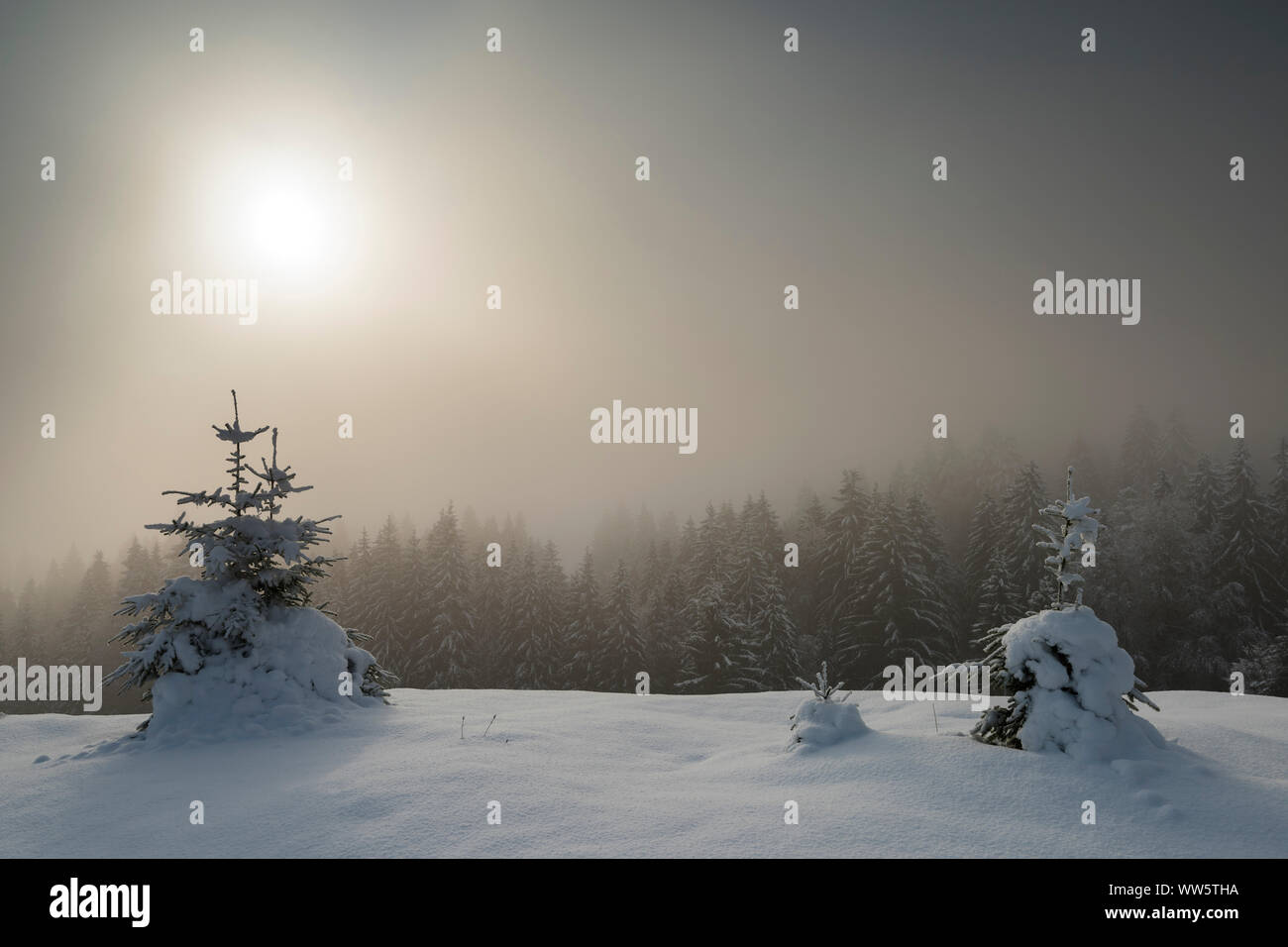 Foggy sunrise in wintry alpine rolling landscape. In the foreground trees, in the background snow-covered coniferous forest and the sun rising in the fog. Stock Photo