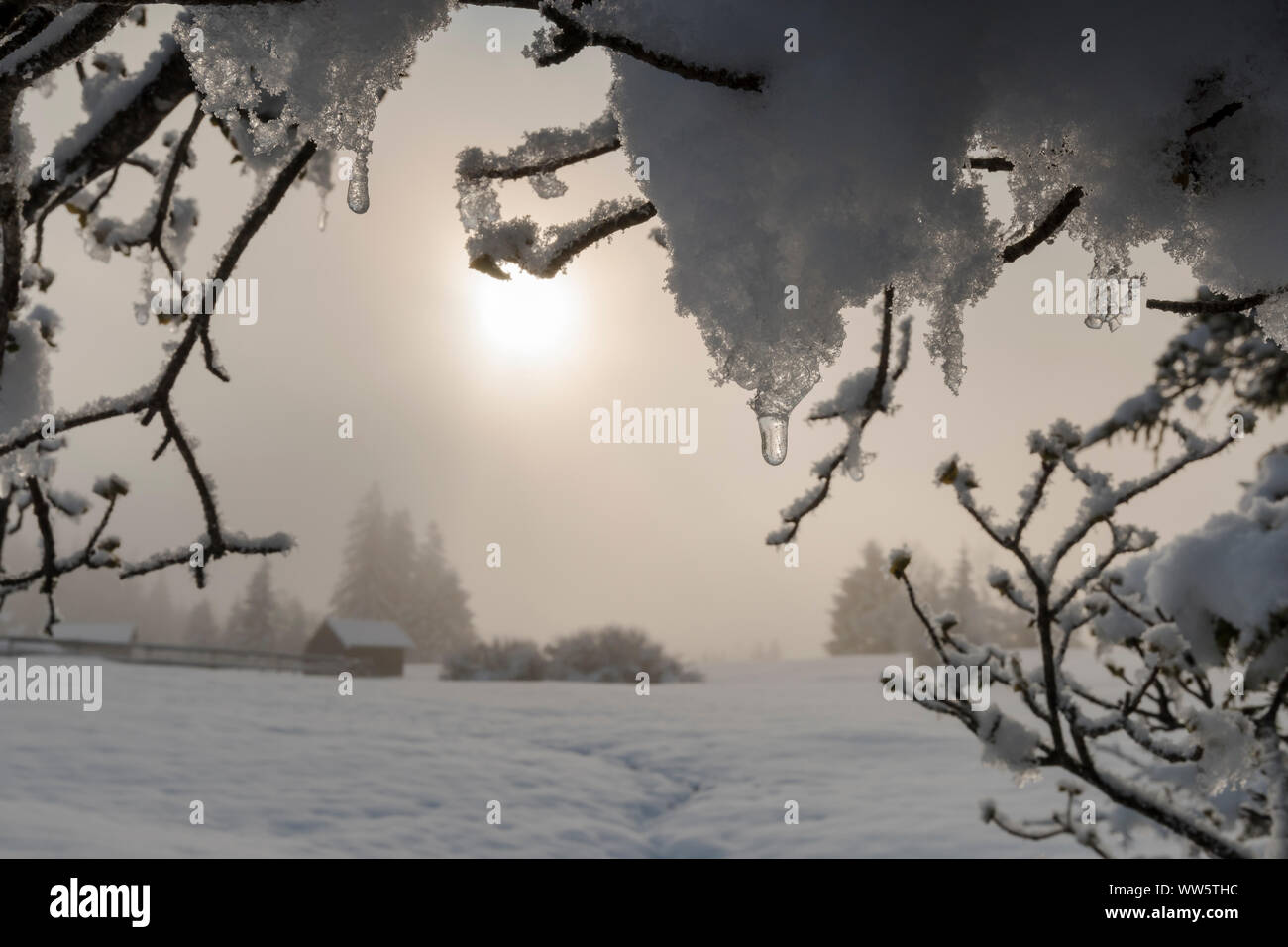 Foggy sunrise in wintry alpine rolling landscape. In the foreground branches, snow and ice, in the background snow-covered mountain huts and the sun rising in the fog. Stock Photo