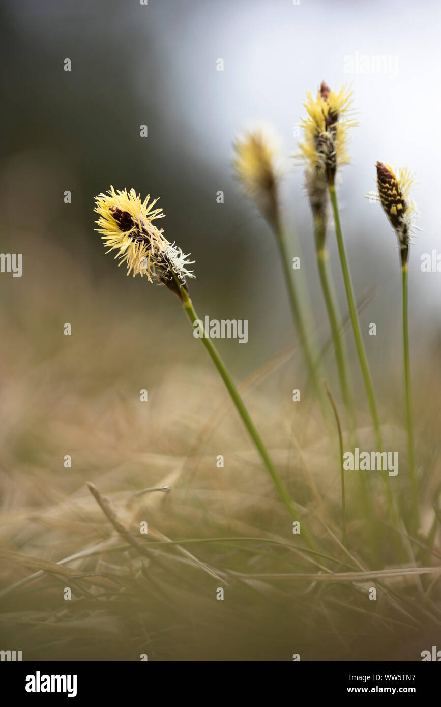 Alpine Plantain (Plantago Alpina) Blossoms In Close Up Stock Photo   Alamy