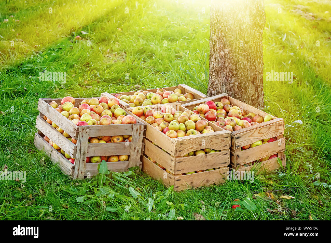 Apple harvest in Autumn Stock Photo