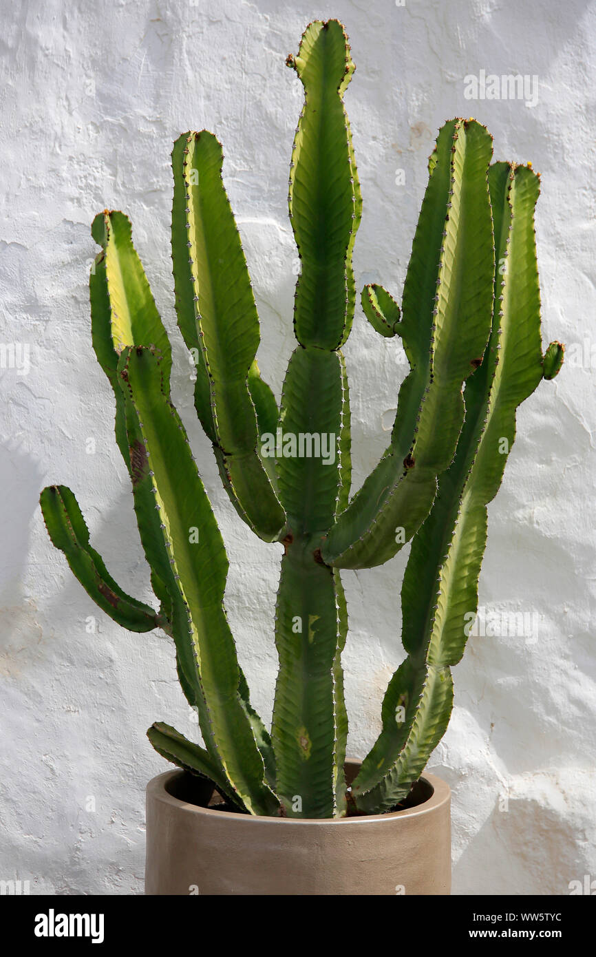 Candelabra tree (Euphorbia candelabrum) in front of white wall Stock Photo