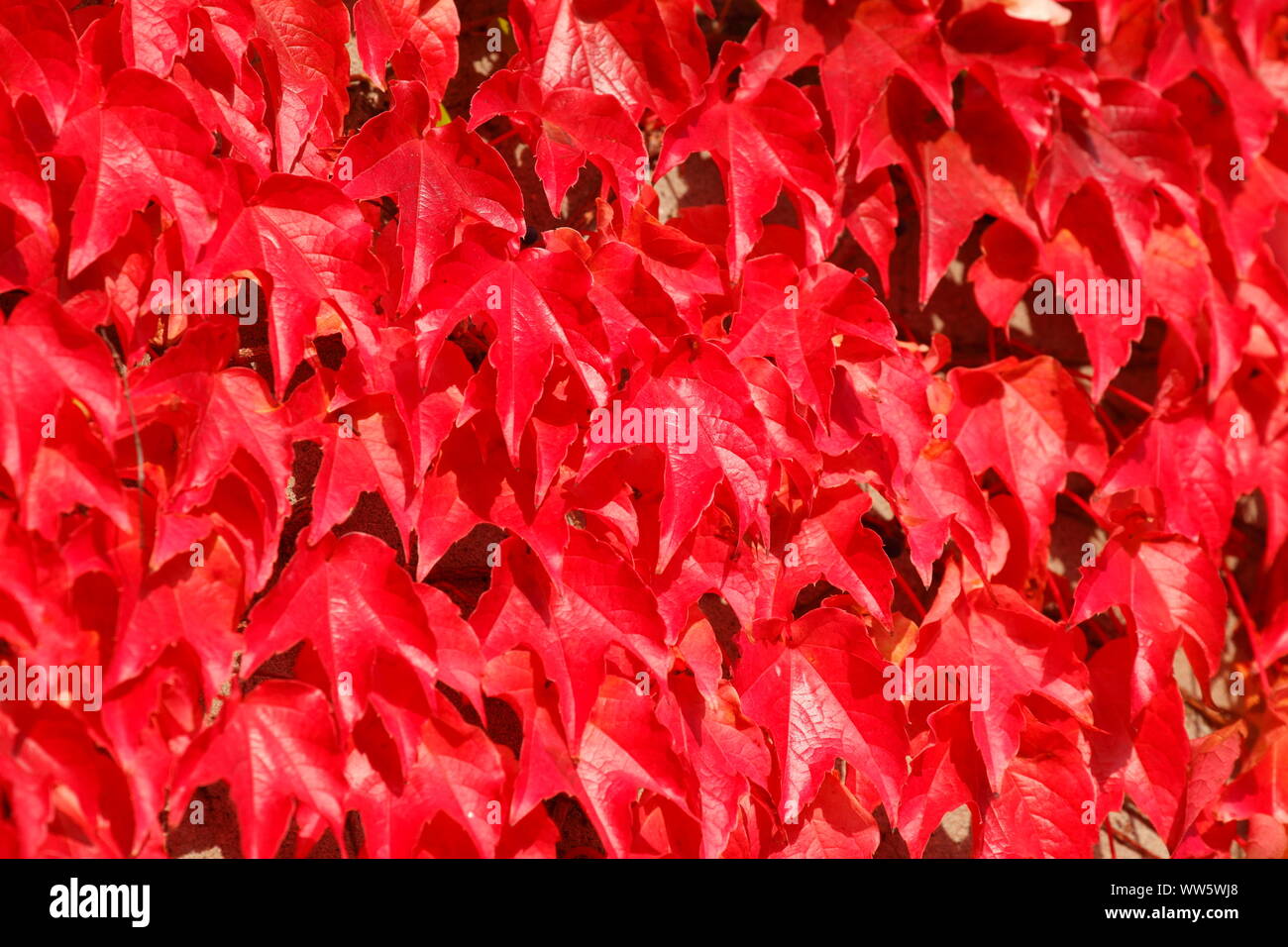 Red coloured autumn foliage, vine growing at wall of a house, Bremen, Germany, Europe Stock Photo