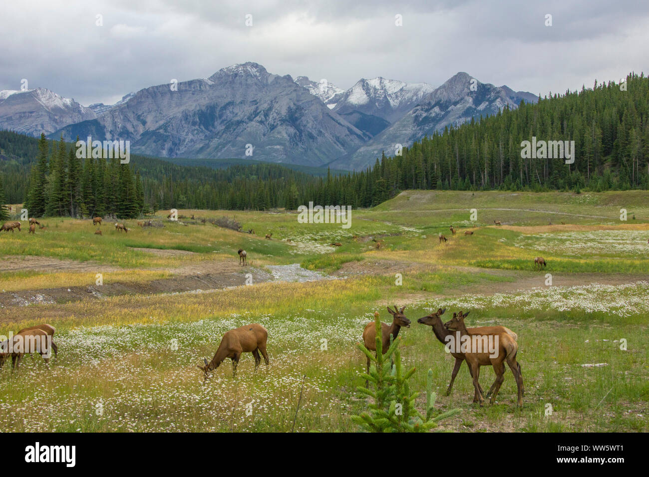 Wapitis (Cervus canadensis) grazing on a meadow at the foot of the Rocky Mountains, a river flowing through the valley Stock Photo