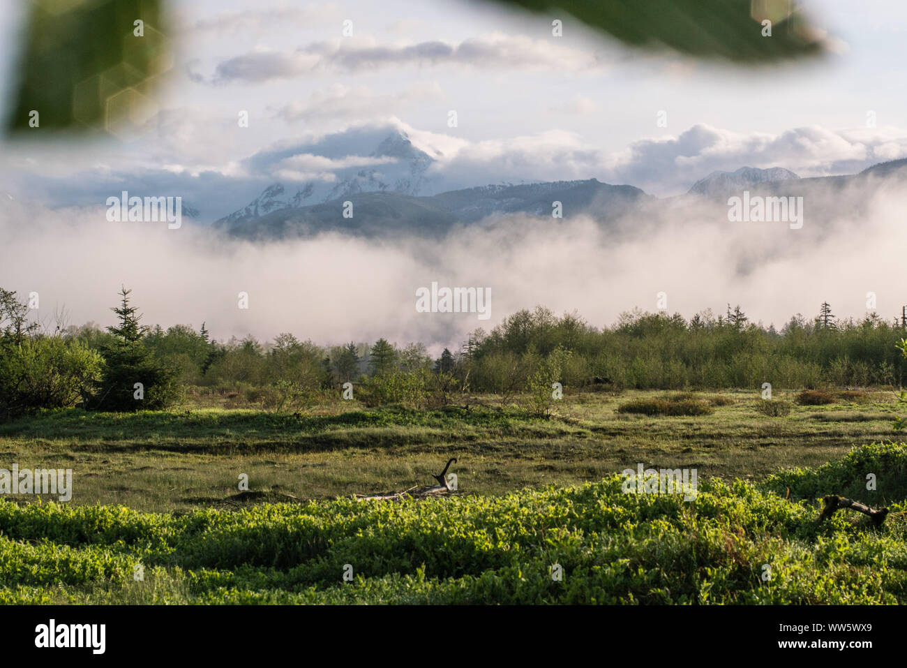 Meadow with fog and mountains, near Squamish, British Columbia, Canada Stock Photo