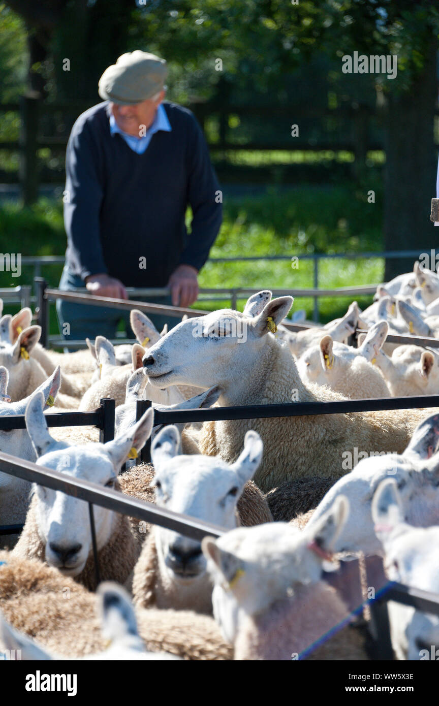 Llanelwedd, Powys, UK. 13th Sep, 2019. The auction of Welsh mule sheep