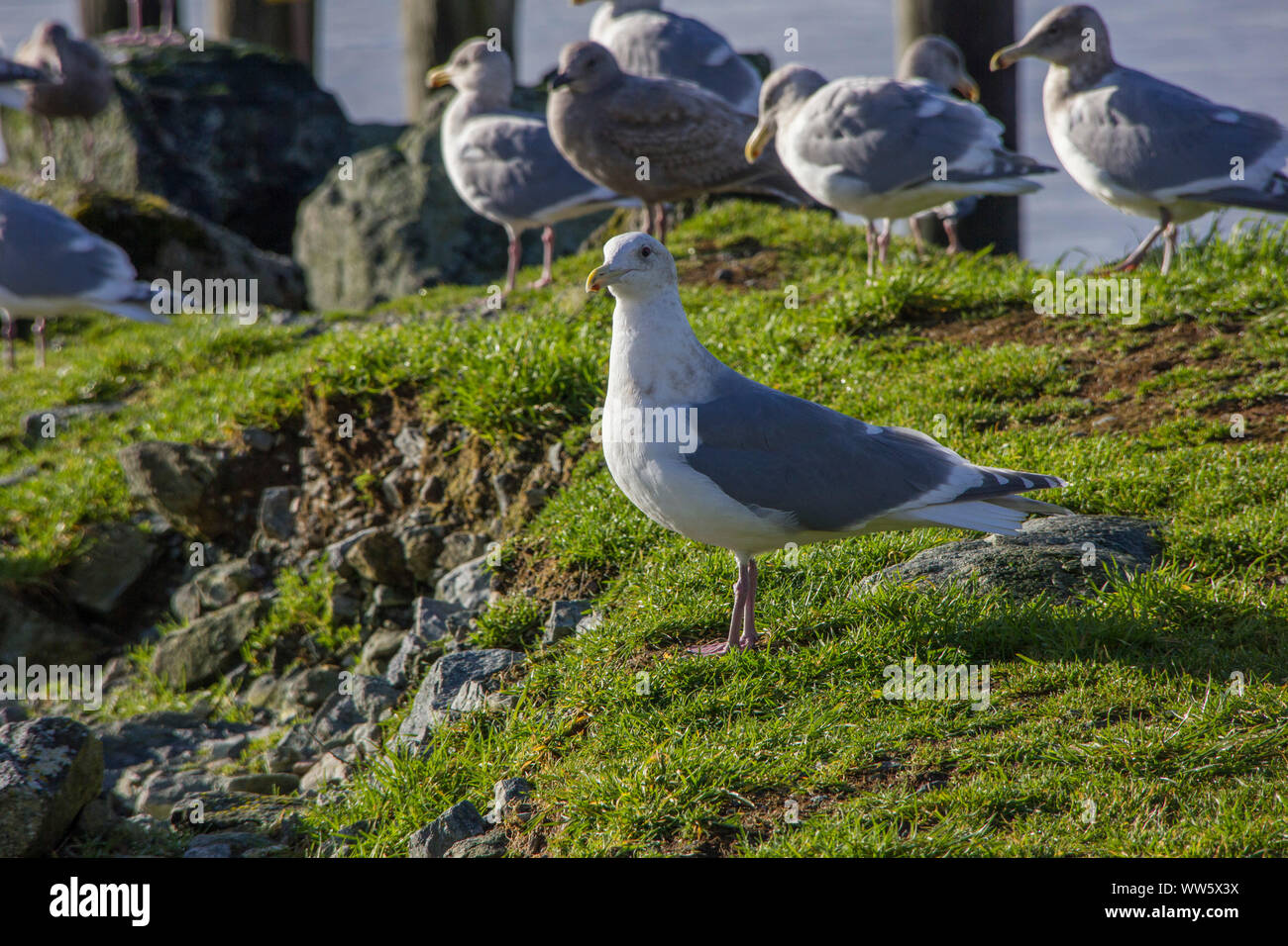 Gulls on a green meadow Stock Photo