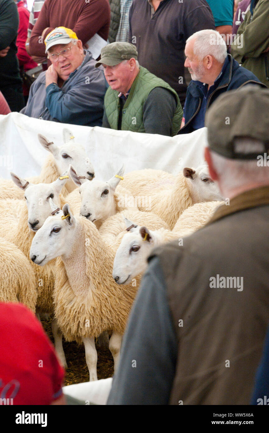 Llanelwedd, Powys, UK. 13th Sep, 2019. The auction of Welsh mule sheep