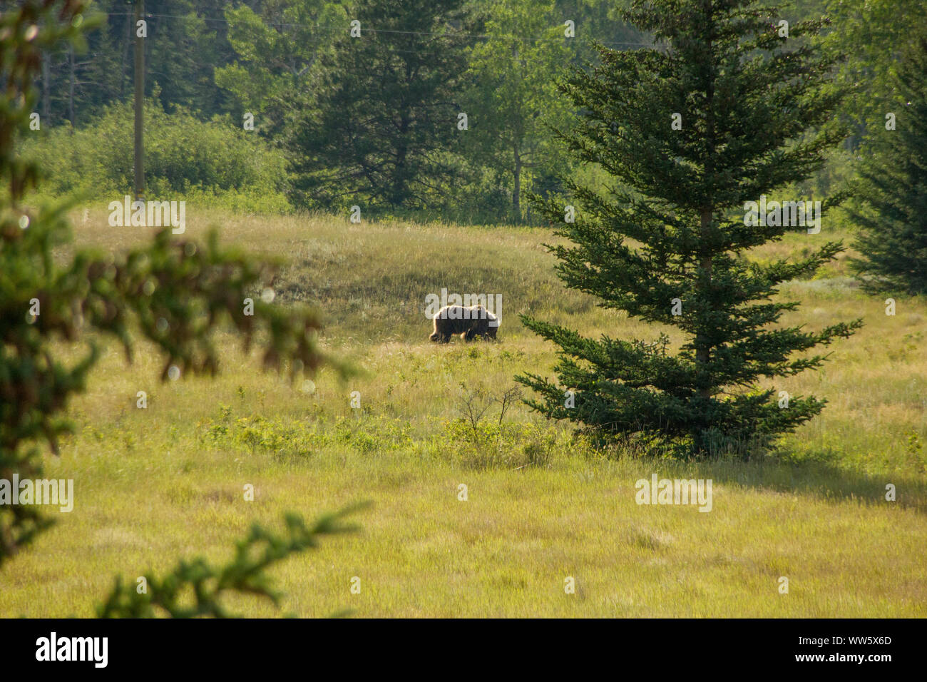 Grizzly bear (Ursus arctos horribilis) in a meadow, Canada Stock Photo