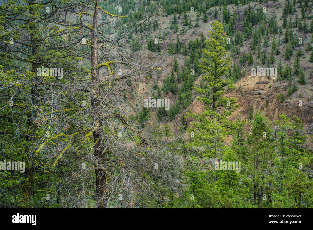 Scanty forest in mountainsides, British Columbia, Canada Stock Photo