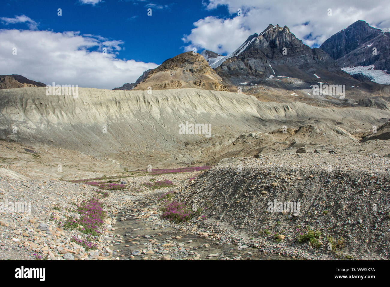 Dry riverbed with flowers in the Columbia Icefield, Rocky Mountains, Canada Stock Photo