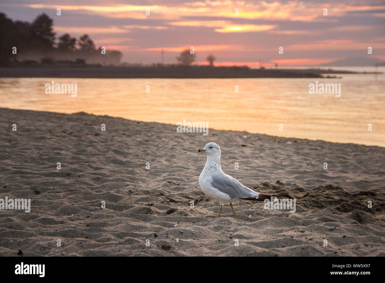 Beach with gull at sundown, English Bay, Vancouver, British Columbia, Canada Stock Photo