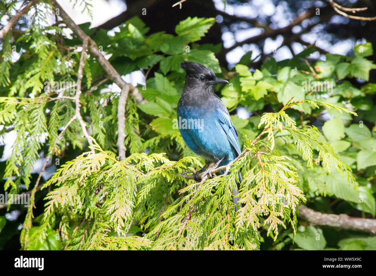 Steller's Jay, Blue Jay (Cyanocitta stelleri), songbird Stock Photo