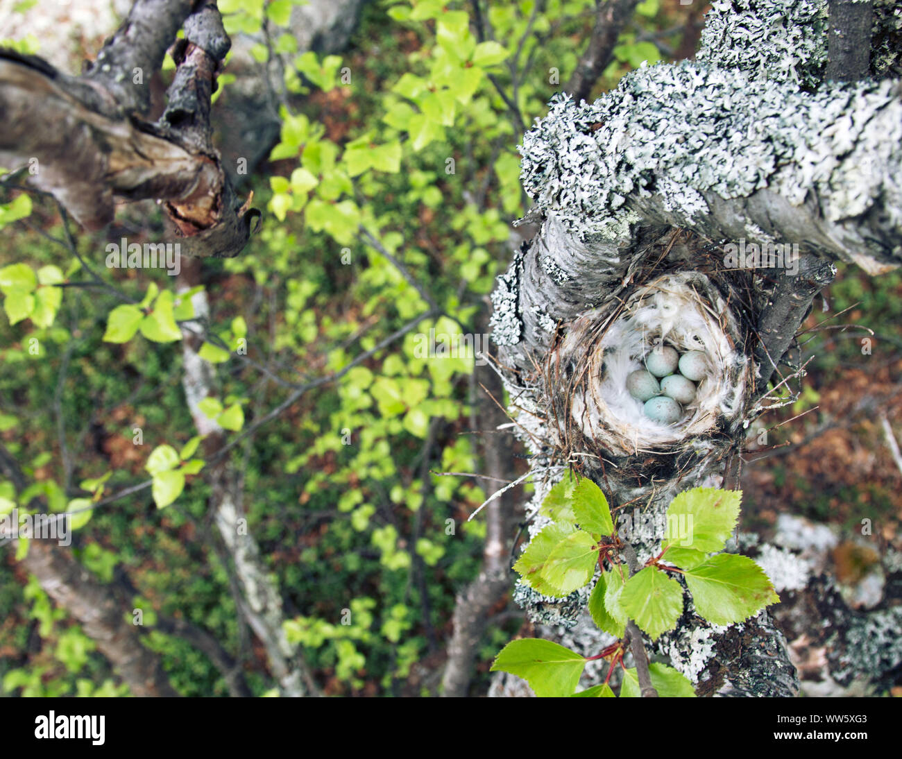Redpoll nest hires stock photography and images Alamy