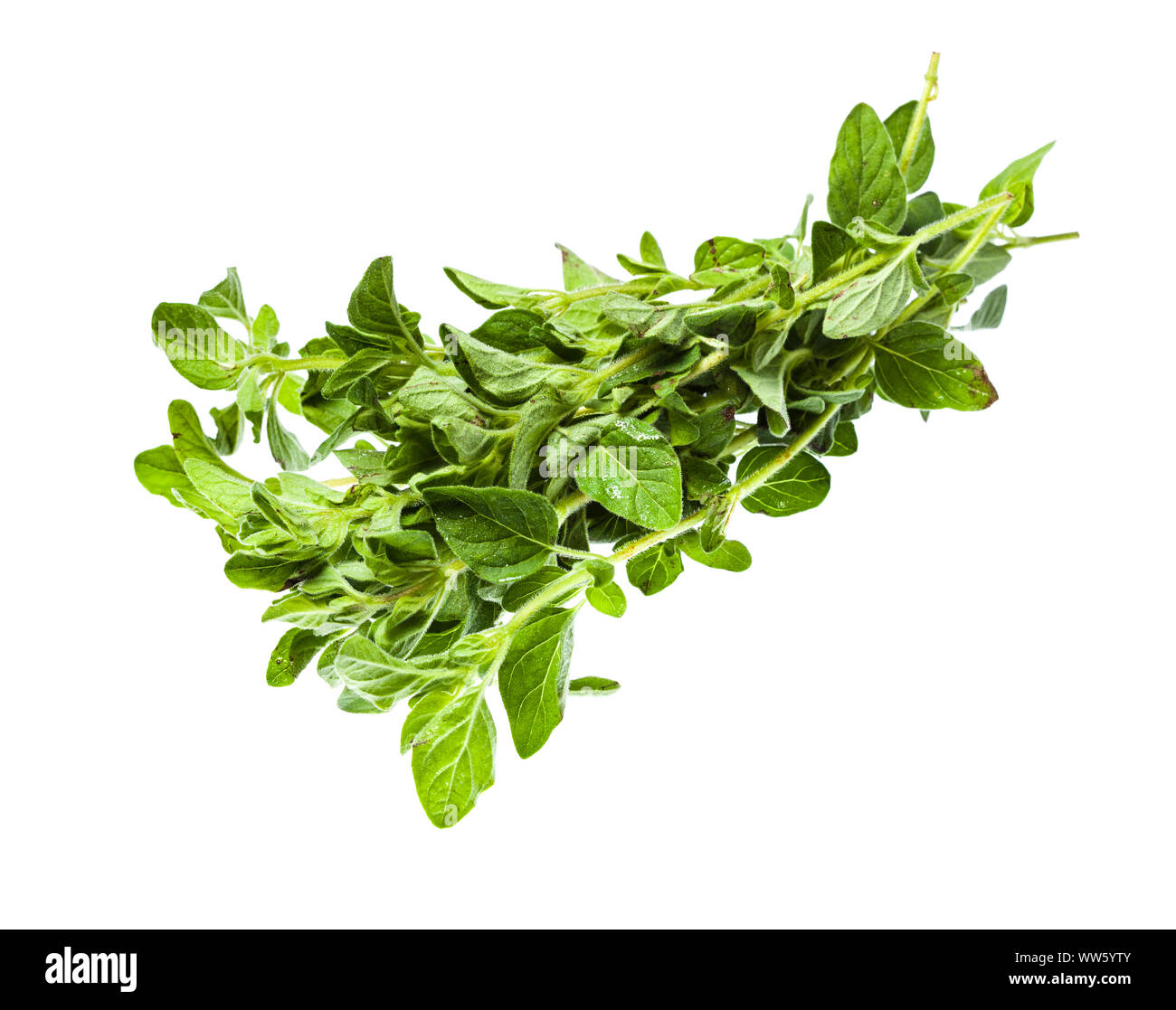 bundle of fresh Oregano herb isolated on white background Stock Photo