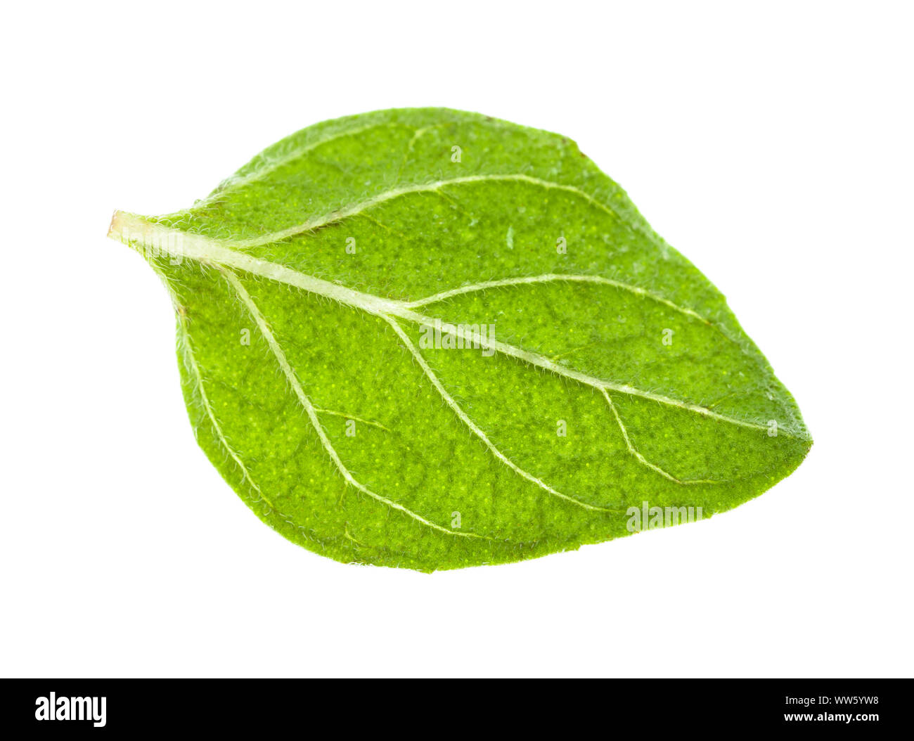 single leaf of Oregano herb isolated on white background Stock Photo