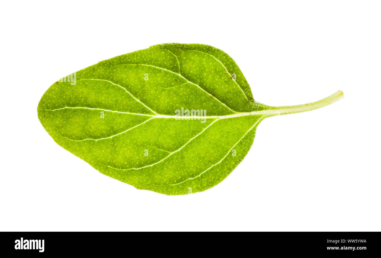 fresh leaf of Oregano herb isolated on white background Stock Photo