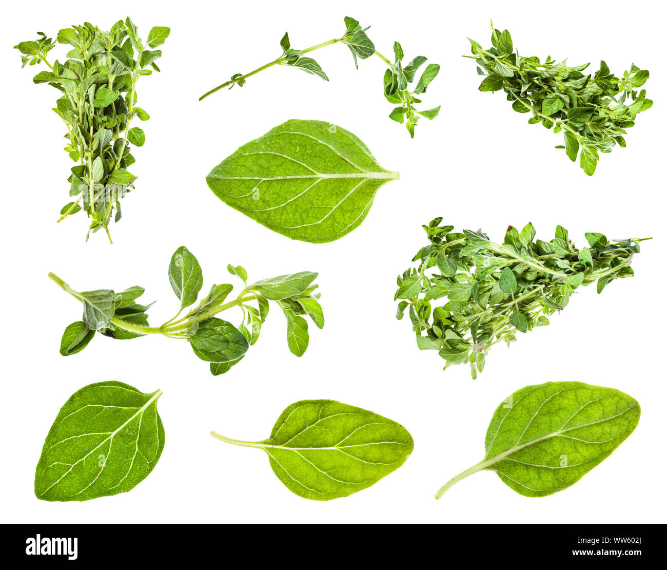 set of leaves and twigs of oregano plant isolated on white background Stock Photo