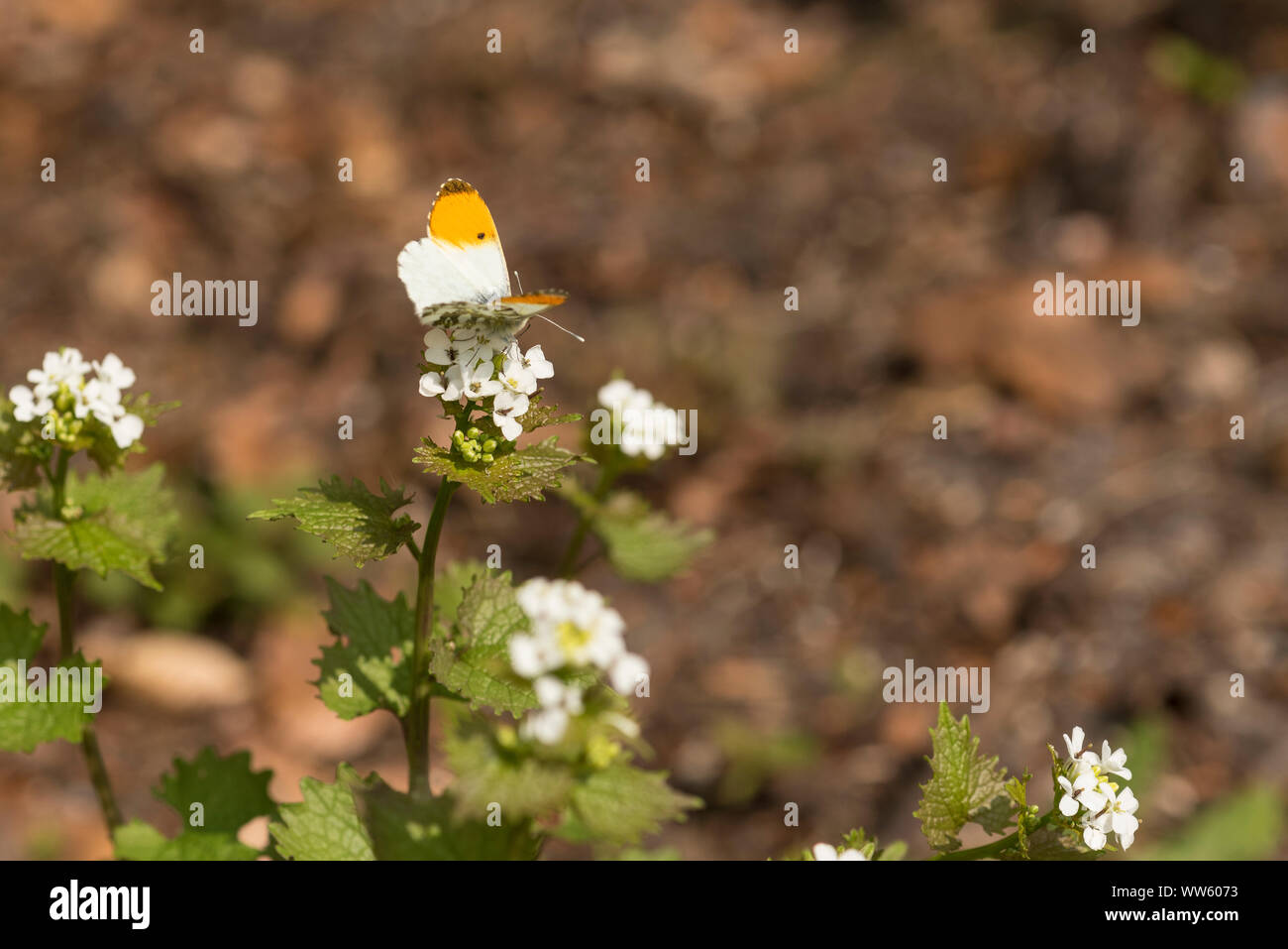 Orange tip, Anthocharis cardamines, Garlic Mustard, Alliaria petiolata, Stock Photo