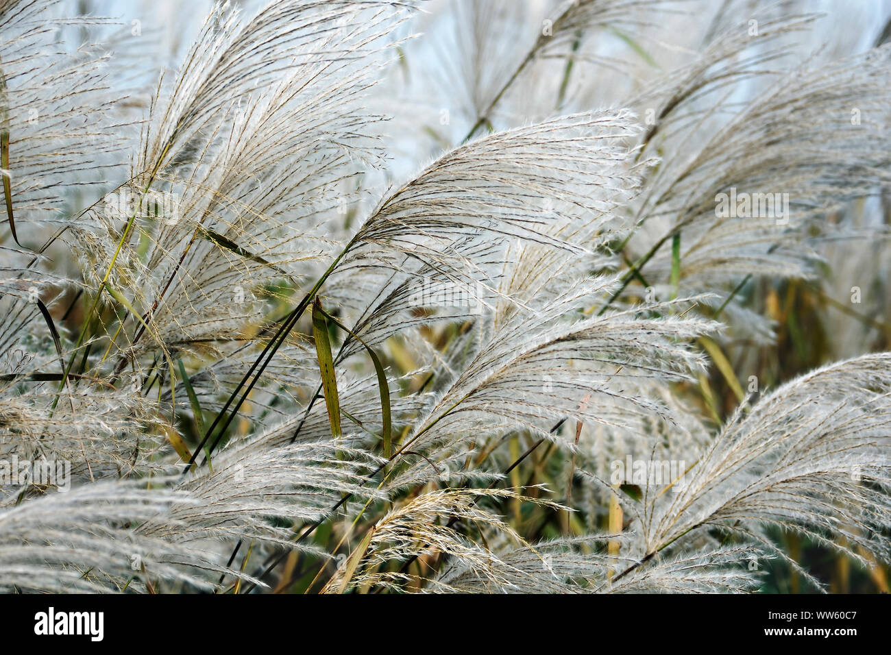 Amur silver grass, Miscanthus sacchariflorus, Silver coloured grasses growing outdoor. Stock Photo