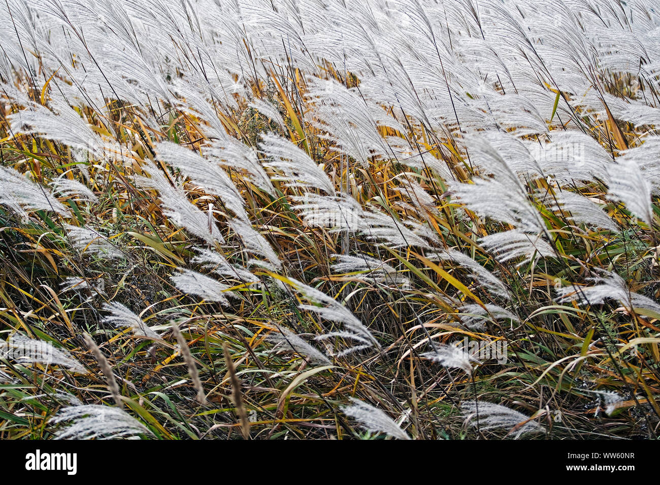 Amur silver grass, Miscanthus sacchariflorus, Silver coloured grasses growing outdoor. Stock Photo