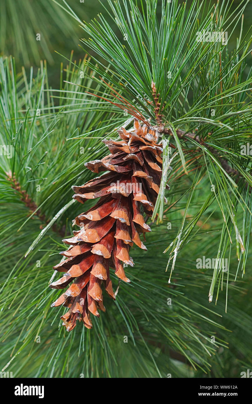 Ayacahuite pine, Pinus ayacahuite, Single brown coloured cone growing outdoor on the the tree. Stock Photo