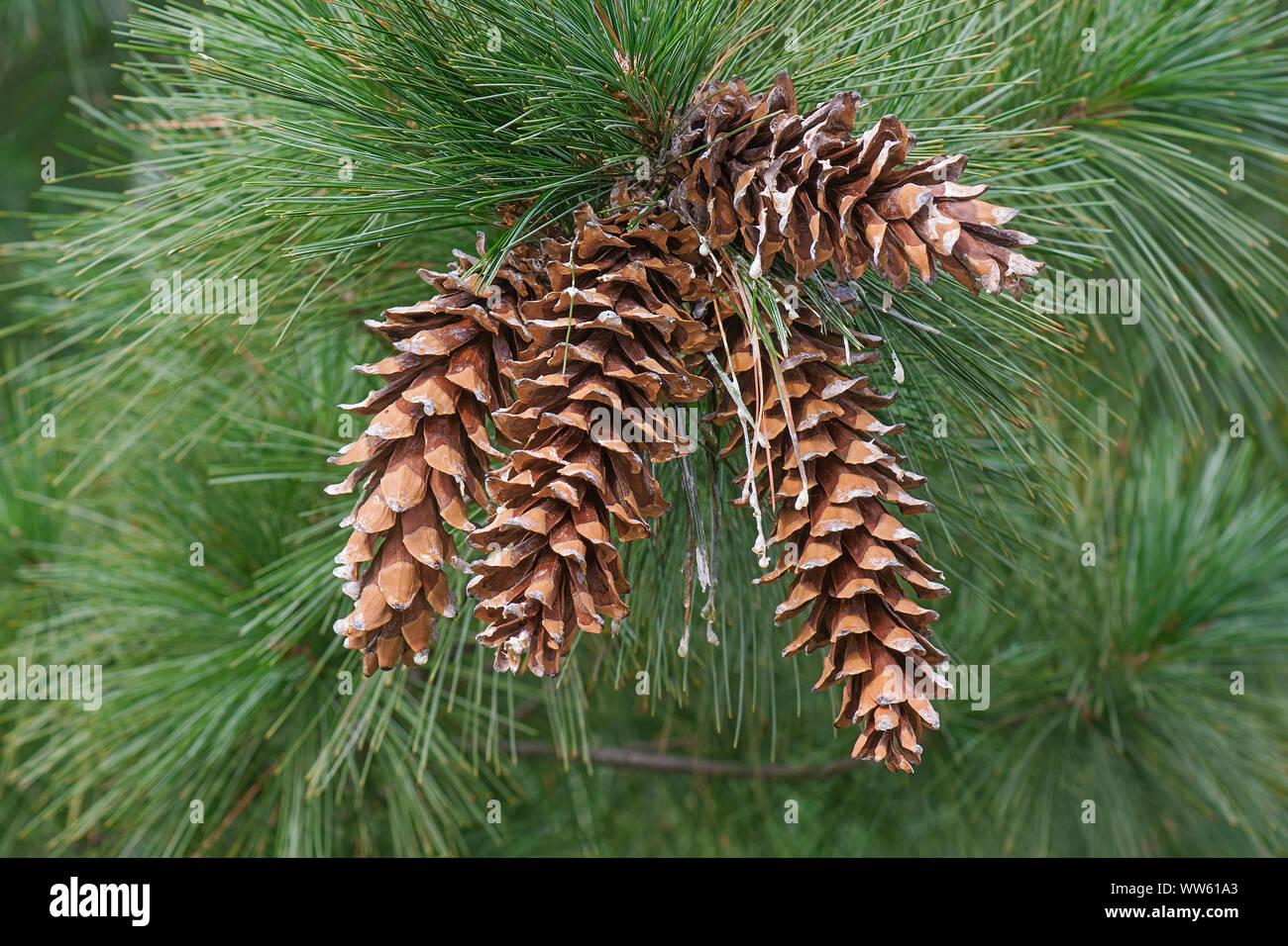 Ayacahuite pine, Pinus ayacahuite, Group of brown coloured cone growing outdoor on the the tree. Stock Photo
