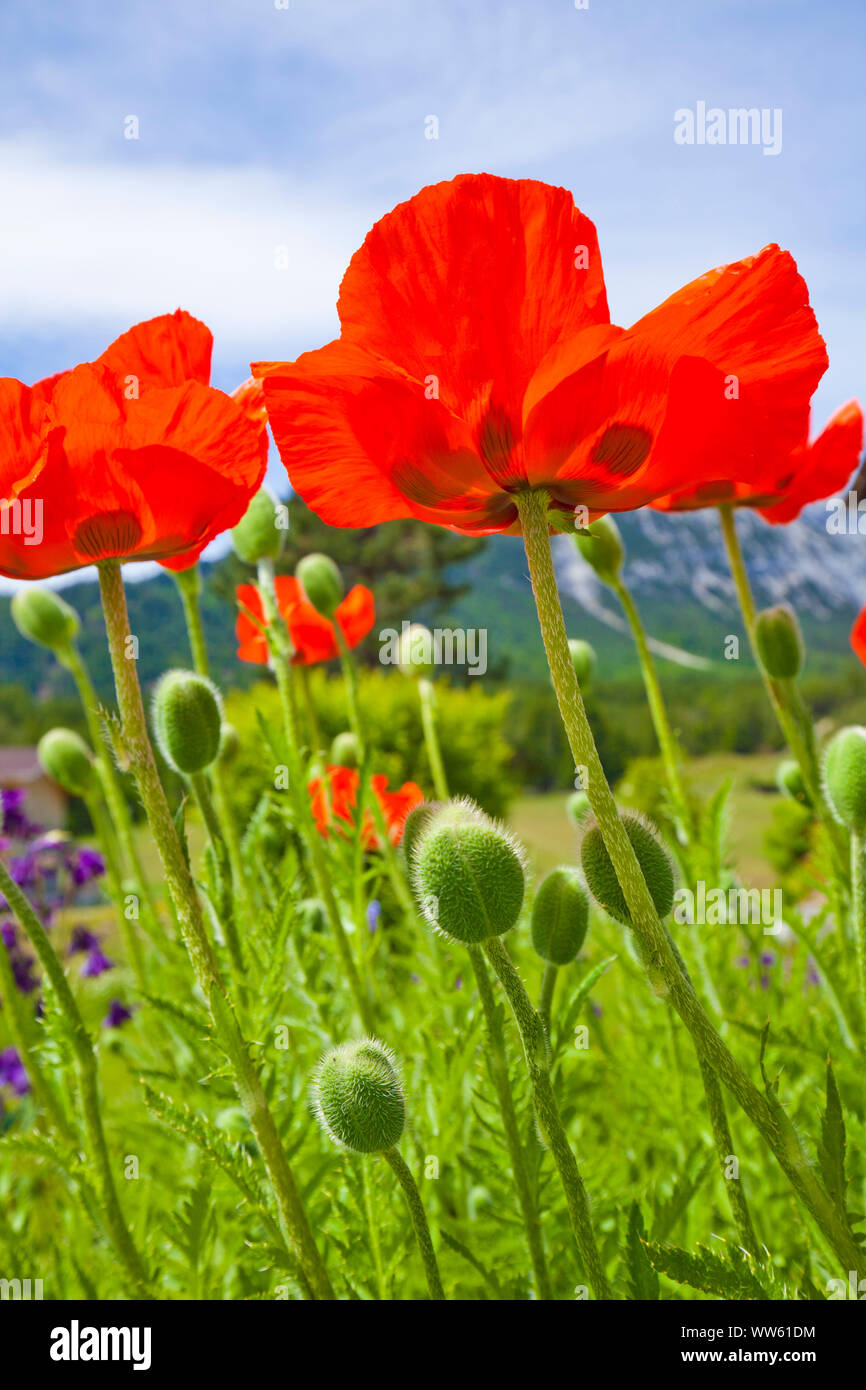 Pure poppy hi-res stock photography and images - Alamy