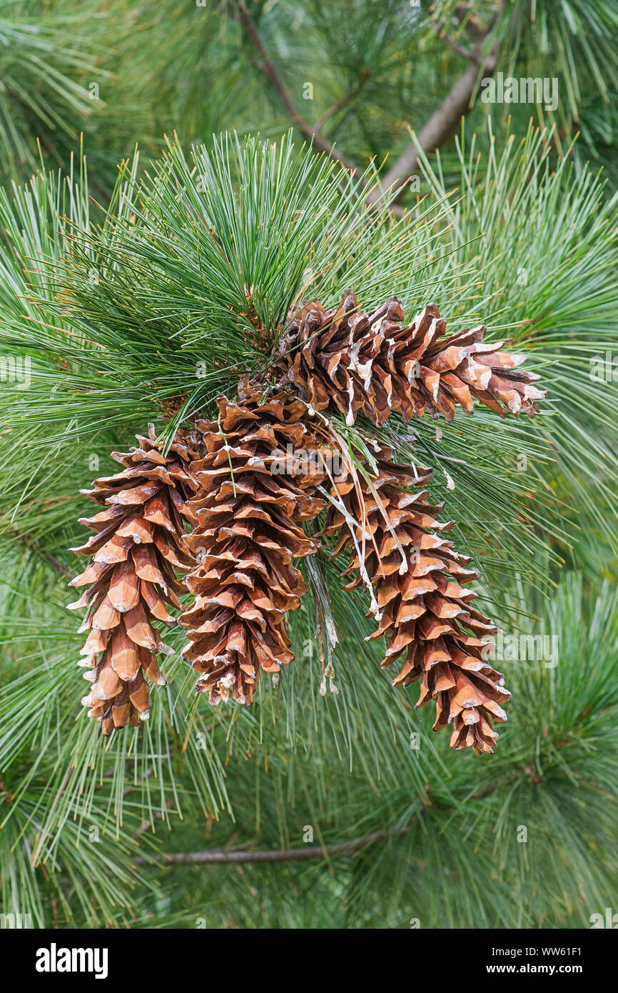 Ayacahuite pine, Pinus ayacahuite, Group of brown coloured cone growing outdoor on the the tree. Stock Photo