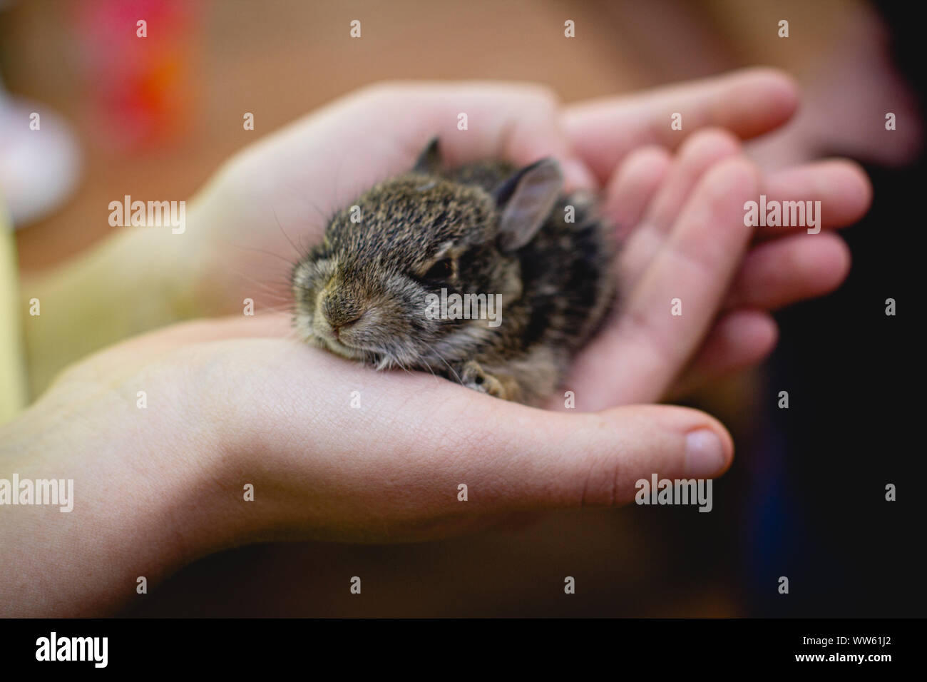 Girl carefully holding a baby rabbit in her hands Stock Photo