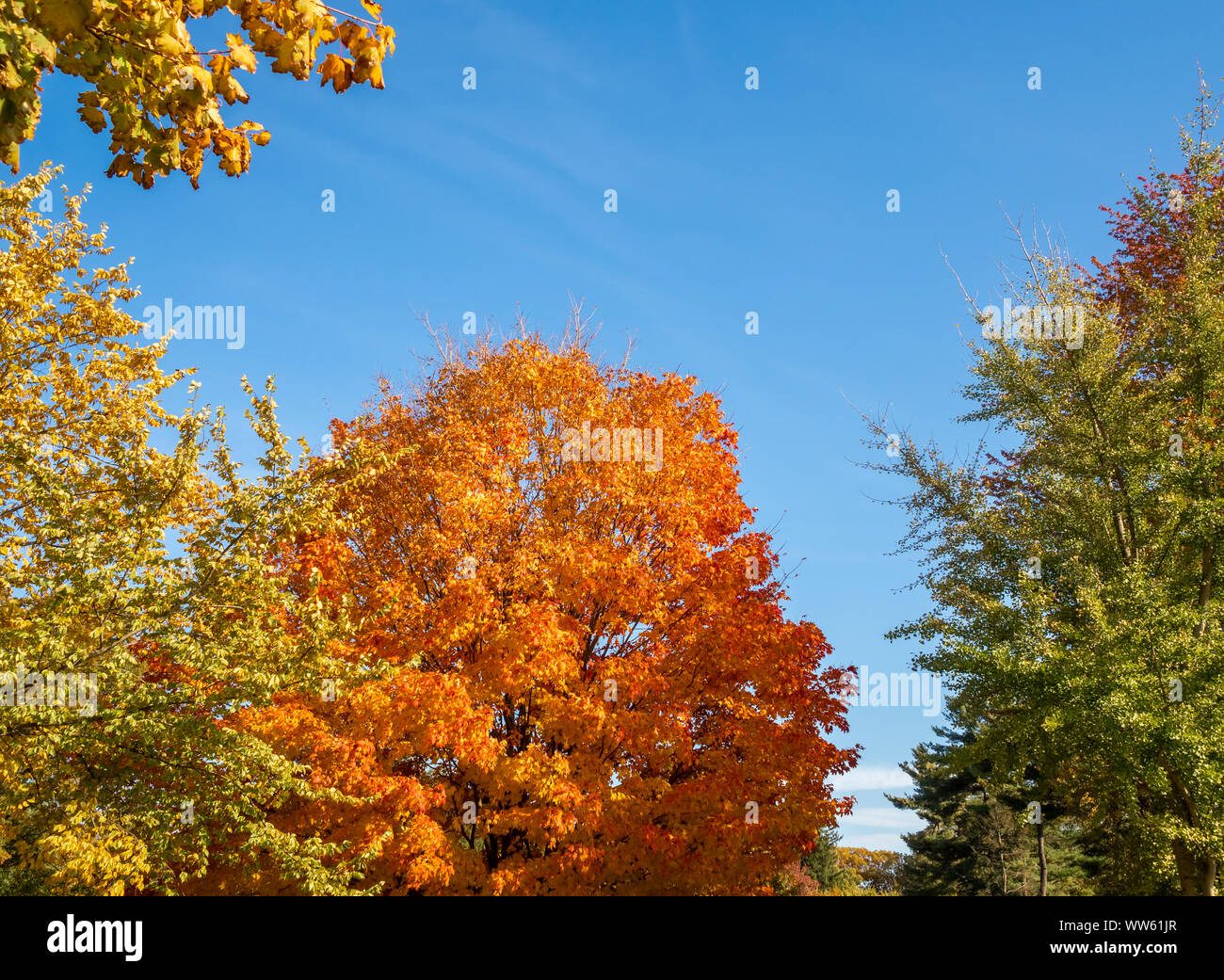 trees in full foliage colors in autumn in North America Stock Photo - Alamy