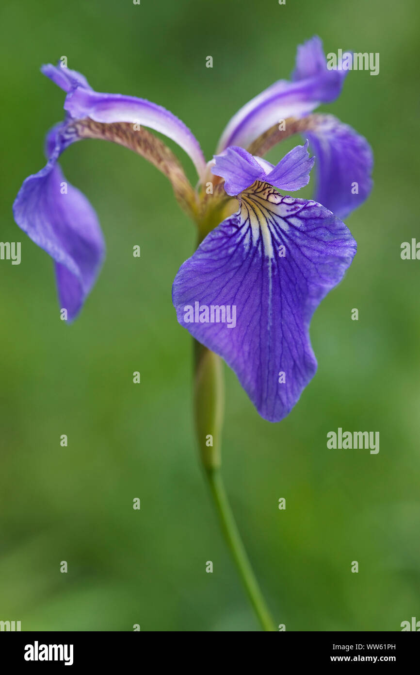 Bristle-pointed iris, Iris setosa, Blue coloured flower growing outdoor. Stock Photo