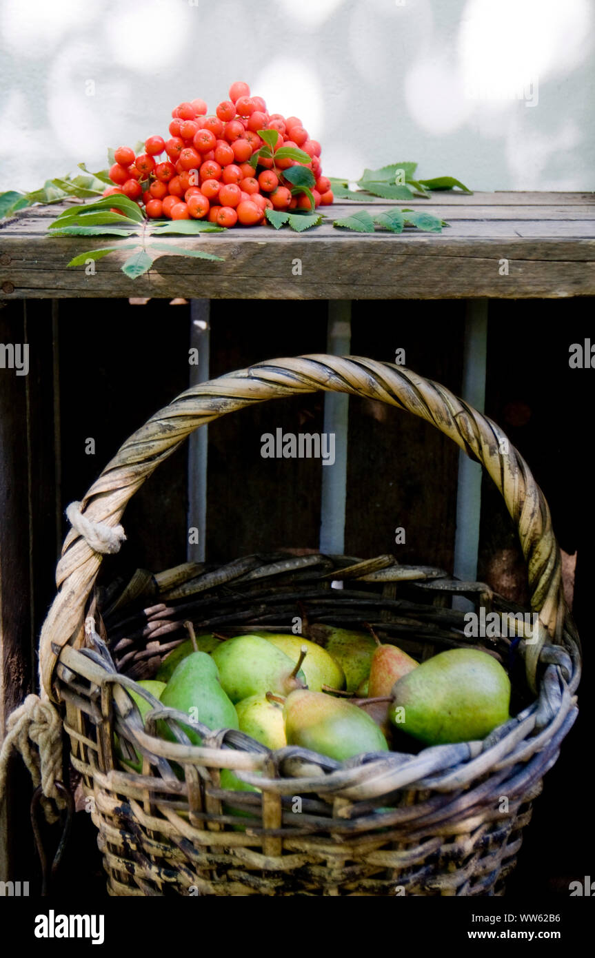 Pear harvest Stock Photo