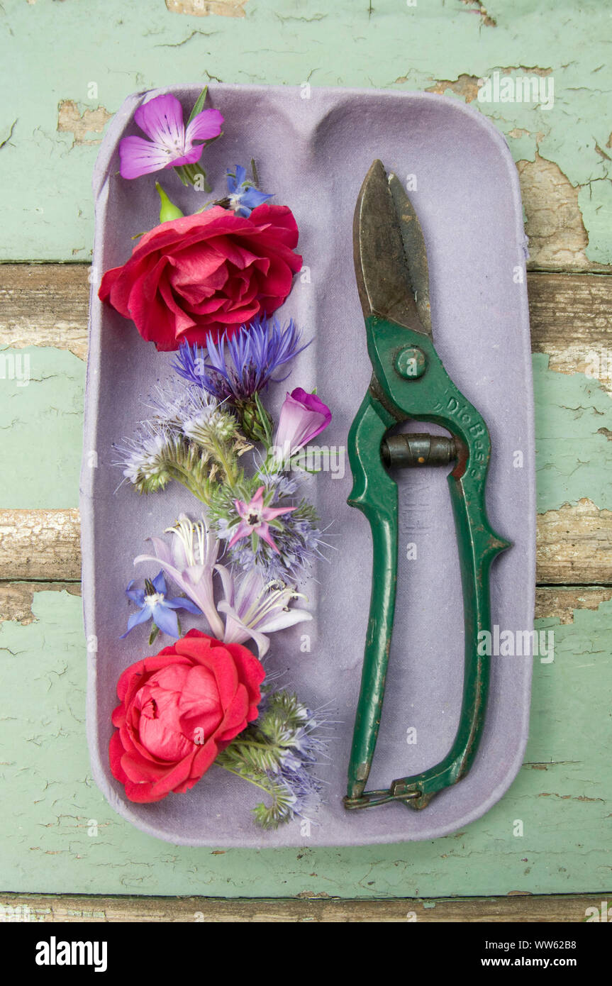 Flower decoration with pruning shears Stock Photo