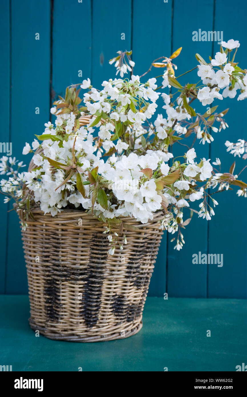 cherry blossoms in wicker basket Stock Photo Alamy