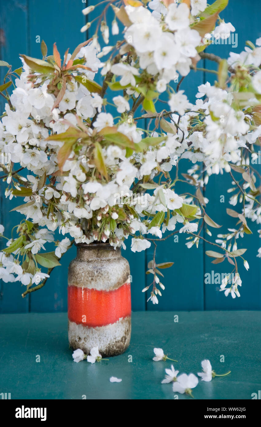 cherry blossoms in flower vase Stock Photo