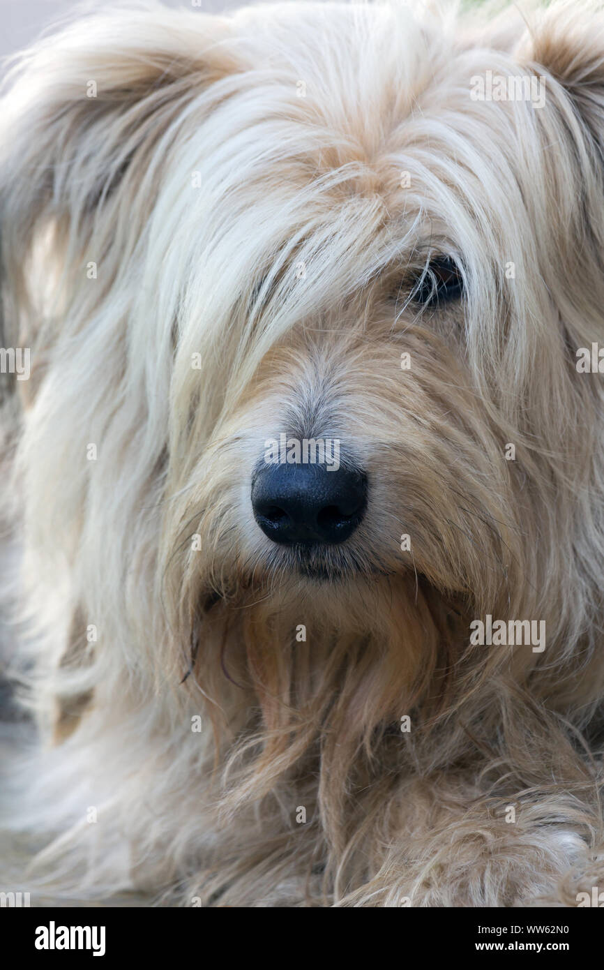 Portrait of a dog with long hair Stock Photo