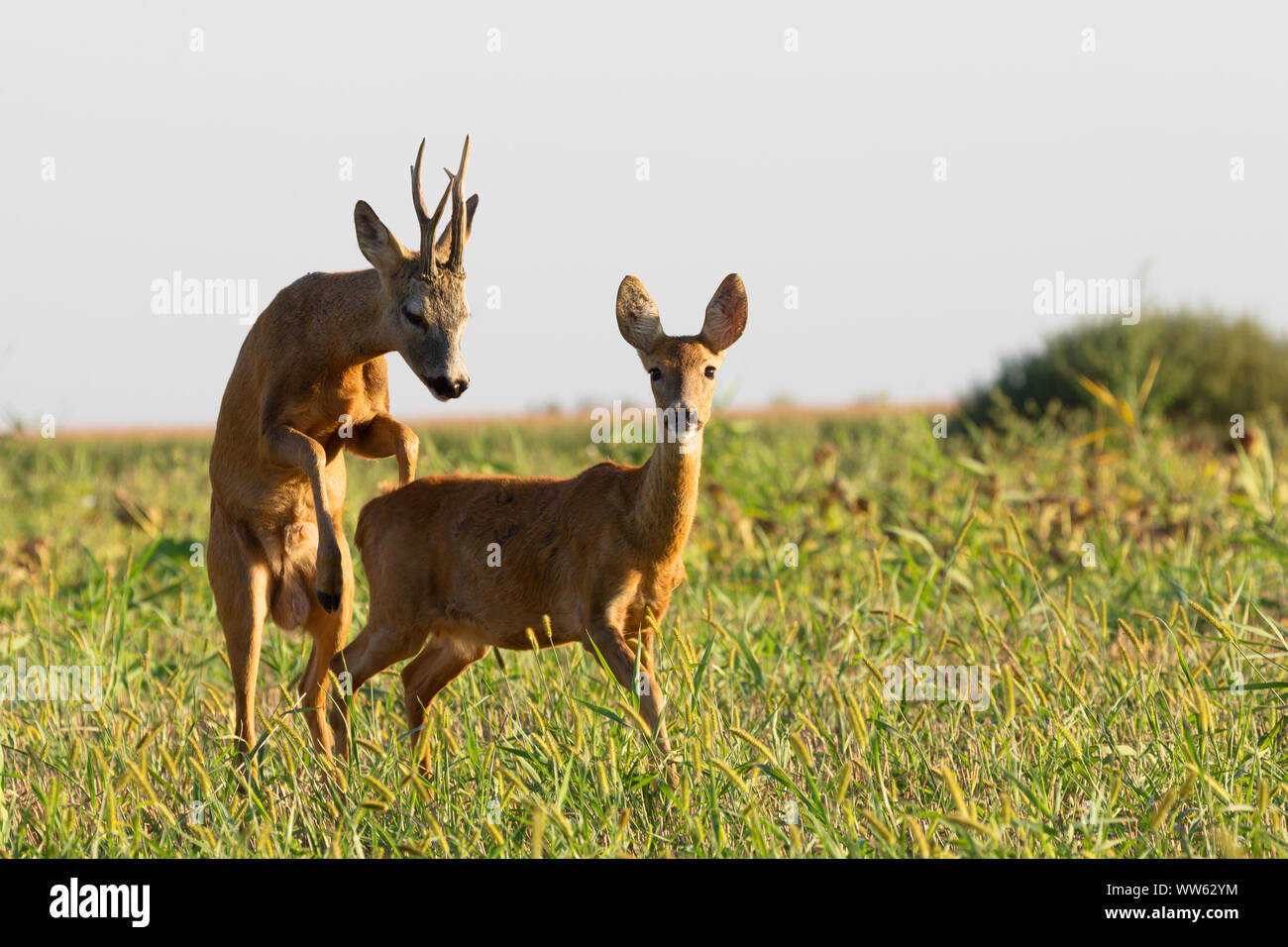 Roe deer mating Stock Photo Alamy