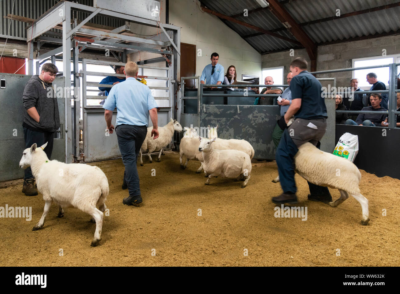 Portree, Scotland, UK - August 26, 2019: Lambs and ewes auction sales in Portree, Skye Island, Scotland. Stock Photo