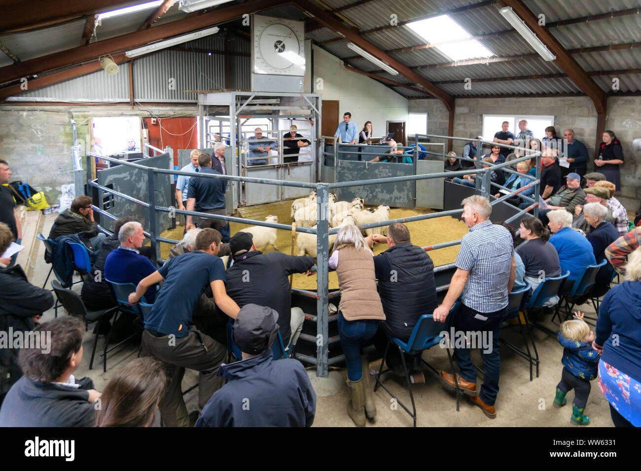Portree, Scotland, UK - August 26, 2019: Lambs and ewes auction sales in Portree, Skye Island, Scotland. Stock Photo